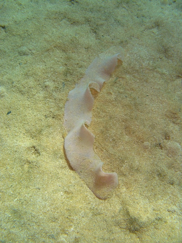 Ovatura di Tonna galea